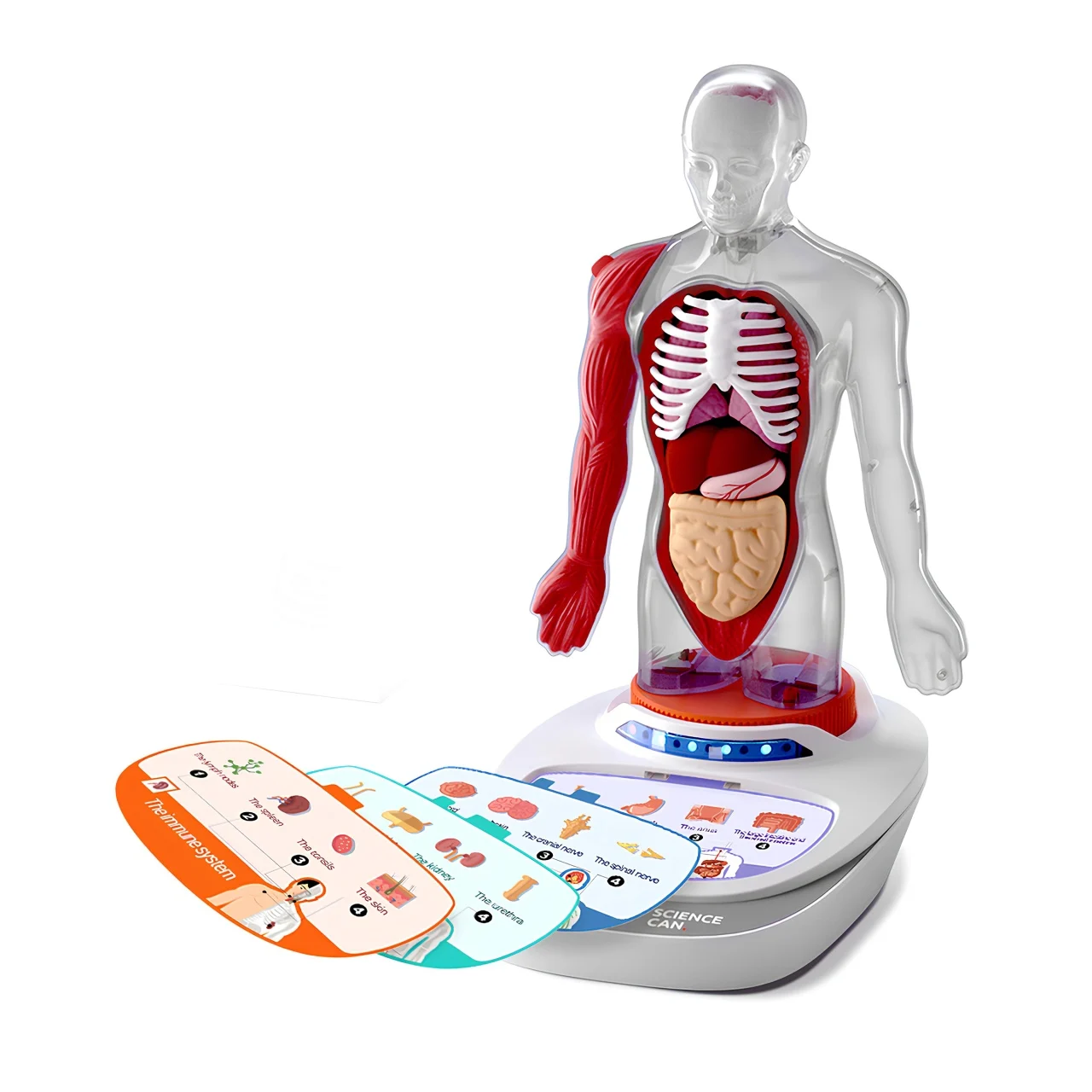 Joc STEM TopBright – Anatomia Umana